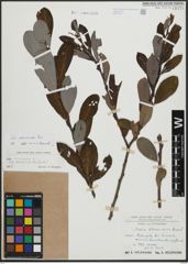 Foto von Salix atrocinerea Brot.